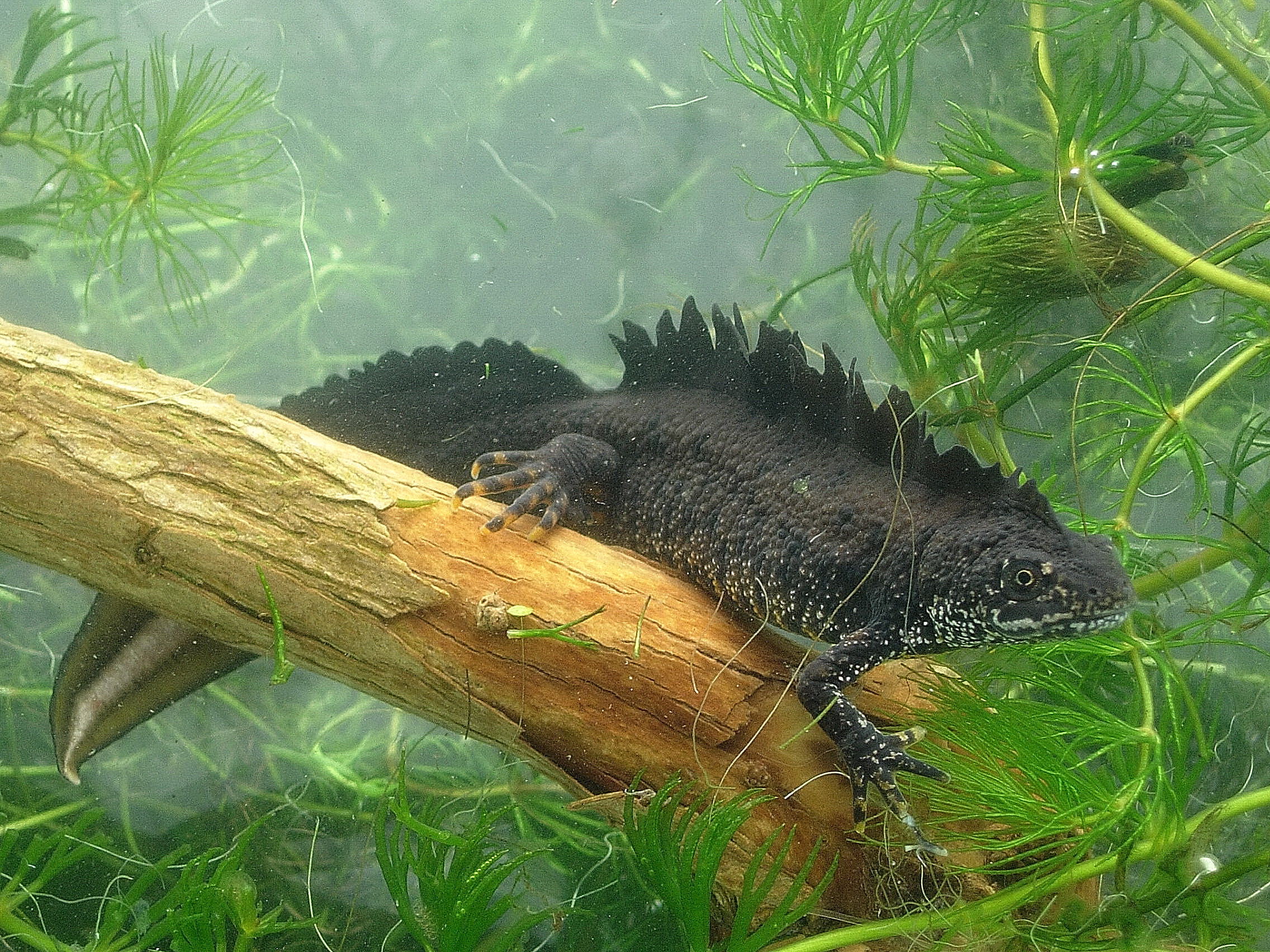 Newts in your Pond and Garden, GCN, Great Crested, Great, Great Crested Newt, GNC, CGN