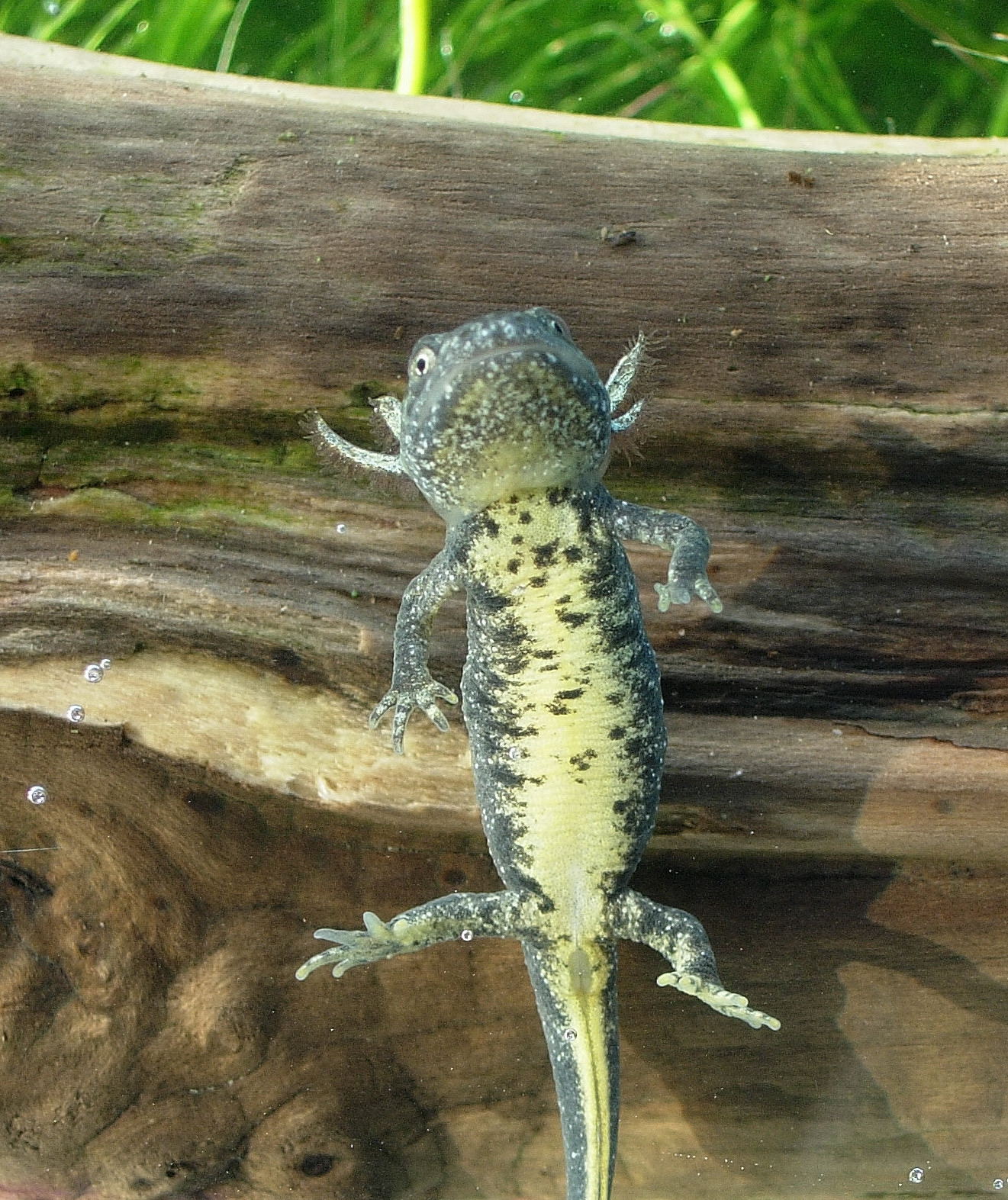 Newts in your Pond and Garden, Newt, Sub-Adult, Sub-Adult Newt