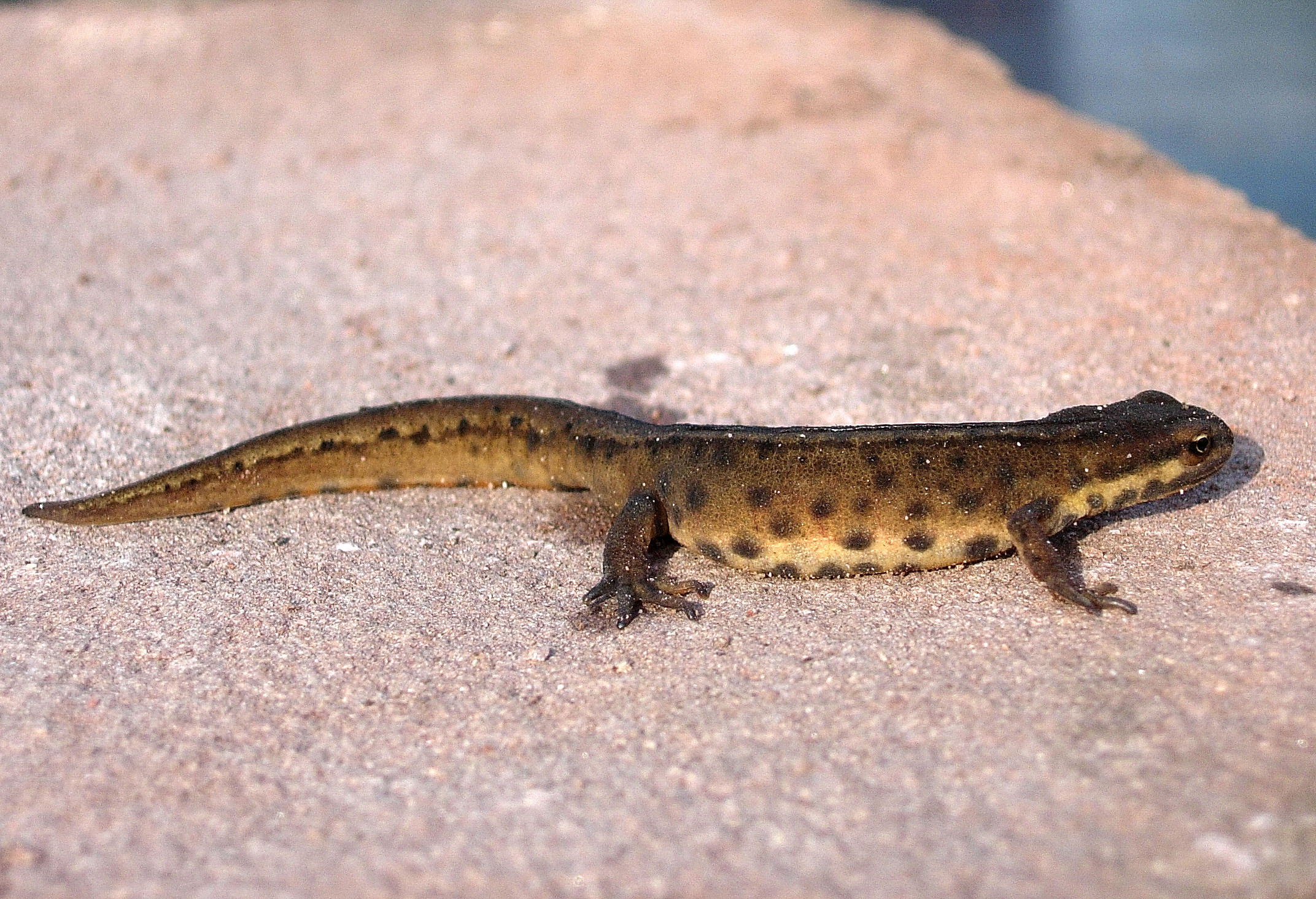 Newts in your Pond and Garden, Male Smooth, Smooth Newt, Newt