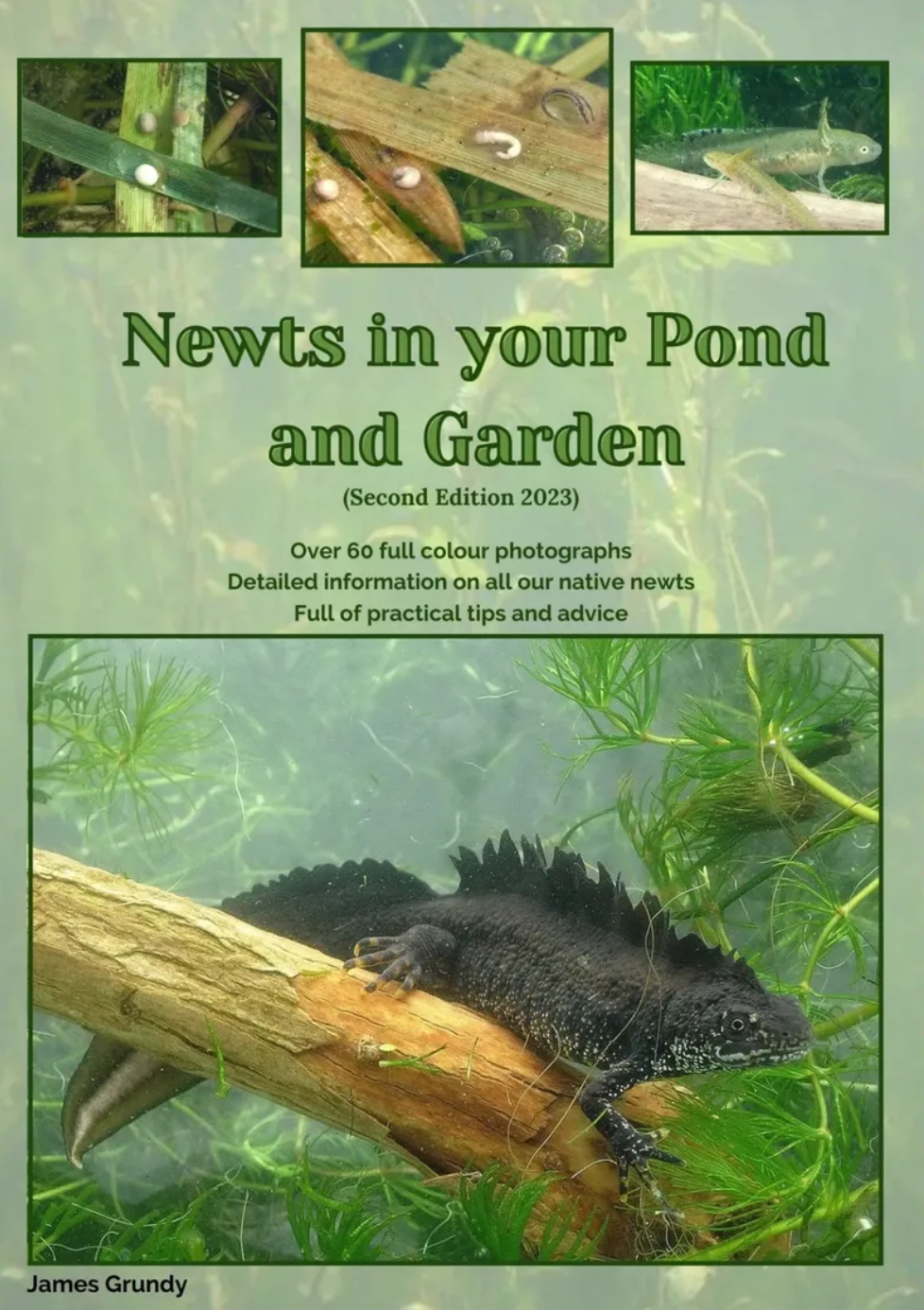 Newts in your Pond and Garden