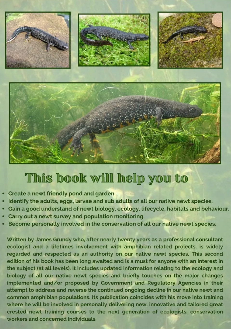 Newts in your Pond and Garden